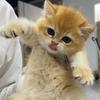 派派是只猫