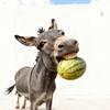 爱吃瓜的驴Brother _Donkey