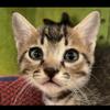 猫小咪🙀