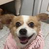 家有猫儿和肉球