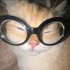 十字猫.✟