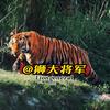 狮大将军