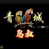 青城鸟叔