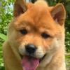 大黄田园犬之家