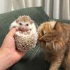 招财与进宝🦔