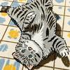 肥肥是世界第一可爱猫