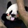 放不下的筷子123