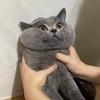 皮皮是只小猪咪
