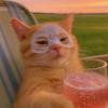 富贵猫宇宙