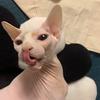 🐈