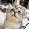 椰椰有只猫