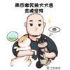 南京微笑柴犬犬舍