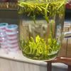 石牌老黑茶庄