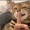 猫猫大王