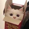小猪落水