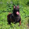 （光头哥）烟台马犬工作犬训练基地