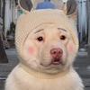 春天 143