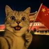 小猫剧场