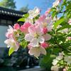 芷涵雅叙