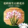 松岭原生石斛花卉