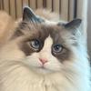 猫meme