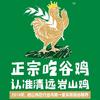 清远岩山鸡生态散养