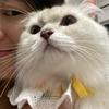 给我加猫粮🍤