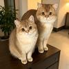 糯米黑米的养猫日记（388f🎁）