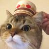薯条废柴猫.