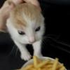 鹅猫（见过22x版）