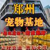 郑州猫狗宠物市场（看宠物打主页☎️）