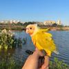 招财进宝🐤日常