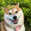 轻松懂养狗🐶