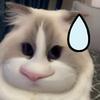 猪猪小野