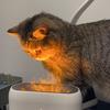 橘猫要加糖