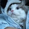 维尼熊爱吸猫