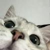 虾仁猪心66