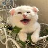 四世同堂的猫