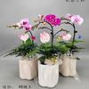 小蜜蜂花匠