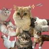 快乐小虾（猫咪领养）