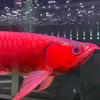 赤血龙鱼观赏鱼