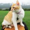 九总是只小橘猫