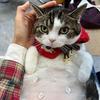 摩擦小猪咪