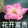 富贵花又开