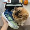 猫炳聊鞋