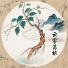 云雾葛根