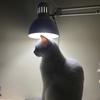 两只猫一只狗