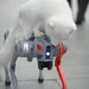 西安机器狗魔仔