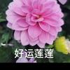 简单人生