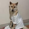 中华田园犬～小豆（成长故事）
